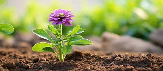Foto op Canvas Lush purple flower blossoming in nutrient-rich garden soil. © Ilgun