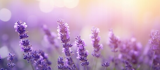 Purplish lavender flowers blooming vibrantly under a radiant light in a lush field