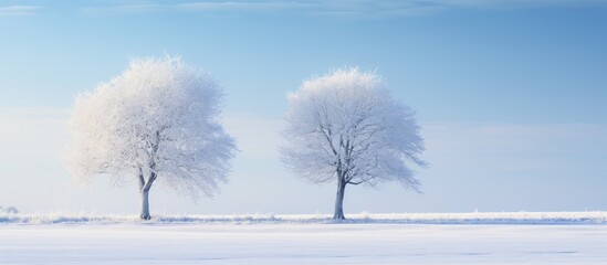 Fototapeta na wymiar Two tall trees standing in a wintery landscape covered in snow