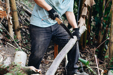 Obraz premium Man holding heavy handsaw Axe in lumberjack hands chopping or cutting wood trunks