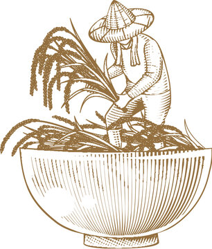 Farmer Harvesting On A Rice Bowl