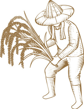 Farmer dibbling of rice seedling