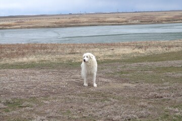 great pyrenees on the shore of a lake - obrazy, fototapety, plakaty