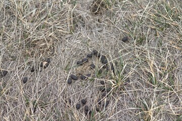 rabbit turds