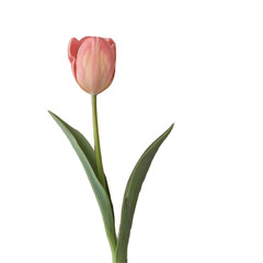 A single pink flower in a vase
