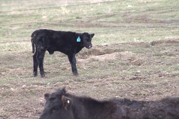 black calf in a feild