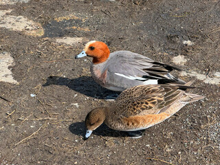 池近くの2羽のカモが歩