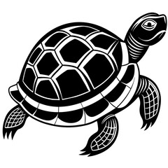 turtle illustration