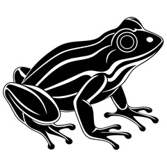 frog illustration