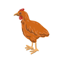 vector drawing chicken bird, hen isolated at white background, hand drawn illustration - 781018538