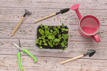Seedlings in a plastic container and a tool for tillage on a wooden background.