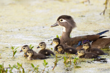 A female wood duck (Aix sponsa) guides her ducklings (babies) across a pond in southwest Florida