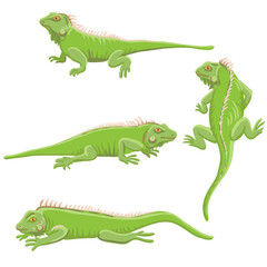 vector drawing green iguana isolated at white background, hand drawn illustration - 781019320