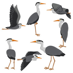 vector drawing grey herons, wild birds isolated at white background, hand drawn illustration - 781019383