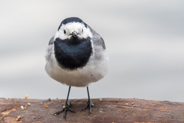 Wagtail sits on the ground with a beautiful blurred background.