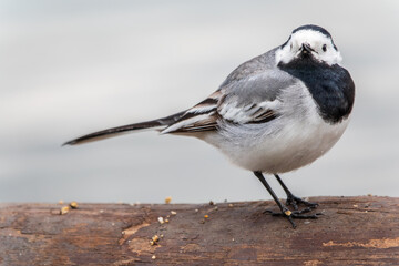 Wagtail sits on the ground with a beautiful blurred background.