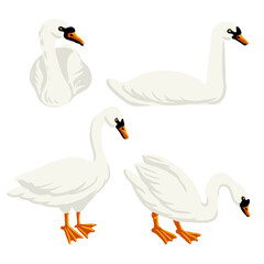 vector drawing white swans, wild birds isolated at white background, hand drawn illustration - 781019567