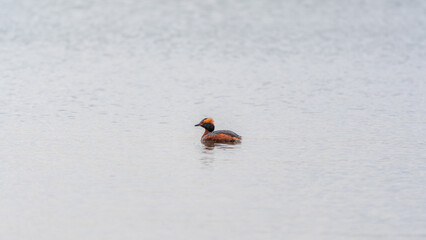 Horned grebe swimming in the lake