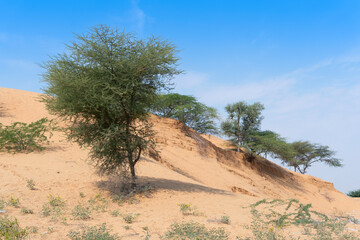 Green trees, vegetation found rarely at Thar desert . Barren land , sand dunes of Jodhpu, Rajasthan, India.