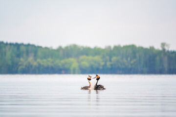 Mating games of two water birds Great Crested Grebes. Two waterfowl birds Great Crested Grebes swim...