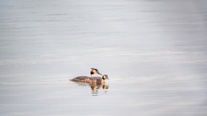 Two Great Crested Grebes swim in the lake