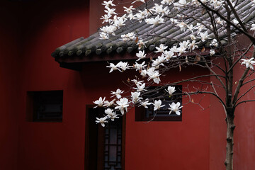 Beautiful flowers with Chinese style roof top in the background