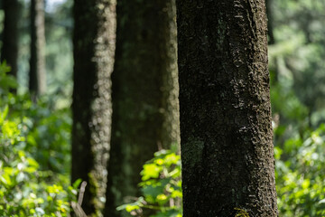 Árboles en La Marquesa, en el Estado de México, México.