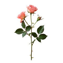 Single pink rose on a stem