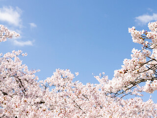 cherry blossom in spring