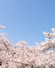 cherry blossom in spring