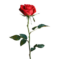 Single red rose on stem