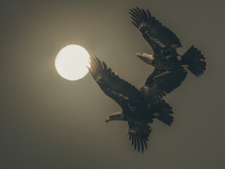 Solar eclipse photography with eagles flying around in epic composition 