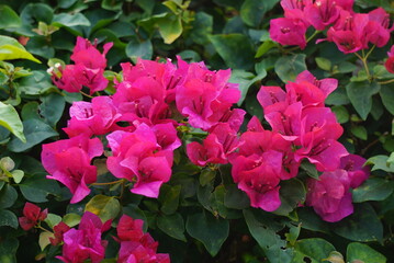 Beautiful flowers in summer bougainvillea photo