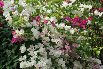 Beautiful flowers in summer bougainvillea photo