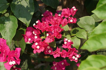 Beautiful flowers in summer bougainvillea photo