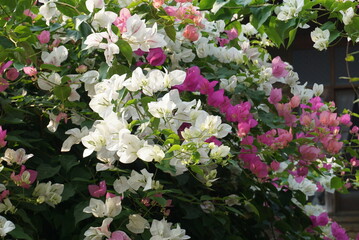 Beautiful flowers in summer bougainvillea photo