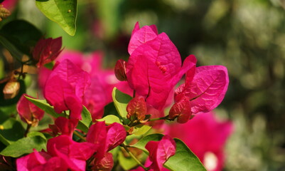 Beautiful flowers in summer bougainvillea photo