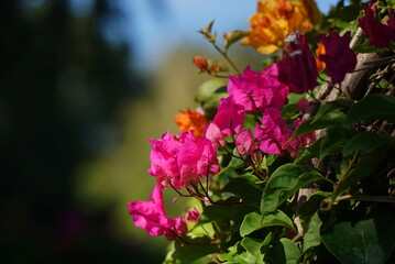 Beautiful flowers in summer bougainvillea photo