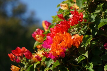 Beautiful flowers in summer bougainvillea photo - obrazy, fototapety, plakaty