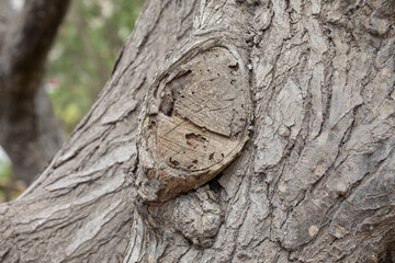 Huella de una rama  de árbol cortada Textura de tronco con madera natural