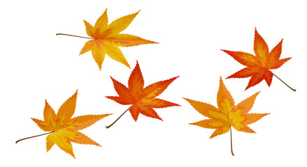 Maple leaves against white background