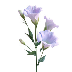 Two purple flowers in a vase