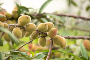 Peaches organic on a peach tree on park in Lima peru