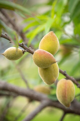 Peaches organic on a peach tree on park in Lima peru