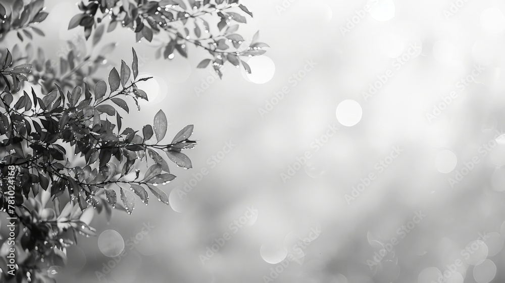 Sticker black and white photo of a tree with foliage