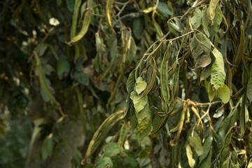 Pacae fruit hanging from a tree