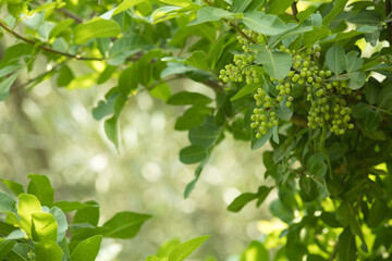 Fototapeta na wymiar Pink pepper molle tree filled with fruits