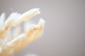 White Flower macro photography abstract art 