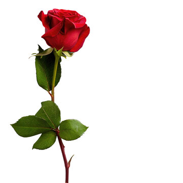 A single red rose on a stem