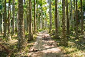 Palm tree jungle near Muse Lake in Qiongzhong, Hainan, China